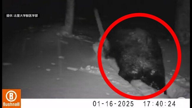 「まだ起きているのか…」教授も驚愕 雪深い山中をのしのしと歩く『クマ』 “冬眠しないクマ”に今後も警戒を 十分な栄養を蓄えられなかっただけでなく栄養状態良くてもエサが手に入る環境であれば冬眠しないケースが…【熊災】|TBS NEWS DIG