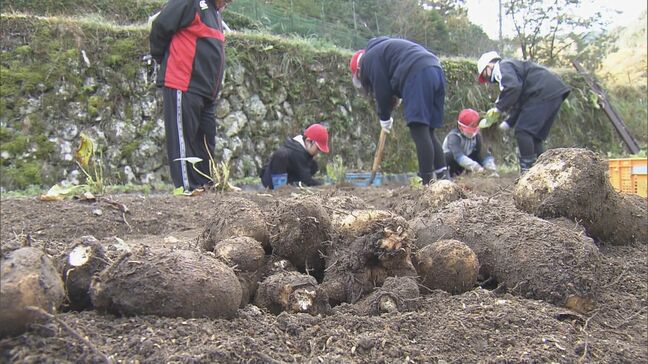 もっちりとした粘りと濃厚な味が特徴の山芋 伊勢市の伝統野菜「横輪いも」 小学生が収穫体験 収穫後はすりおろして伊勢うどんに 三重|TBS NEWS DIG