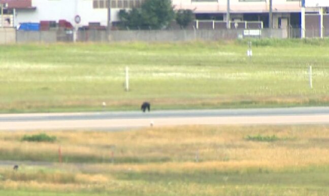 【クマ画像】空港滑走路を走るクマを再び確認　早朝に出没し空港付近に居座っているか　山形空港（山形）|TBS NEWS DIG