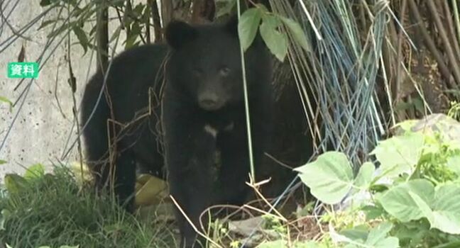 石川県が「ツキノワグマ出没警戒準備情報」発令 全調査地点でブナ“凶作傾向” 能美市では既に12件の目撃情報|TBS NEWS DIG