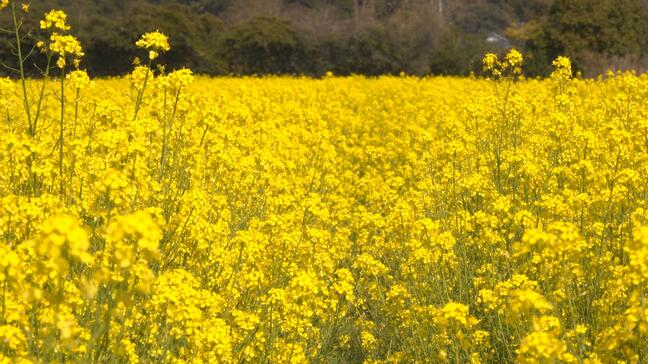 40万株以上の菜の花、一面に咲く⋯景色に加え“春の香り”も 食用ナバナ収穫後に畑を耕さず花をあえて残す【高知・土佐清水】|TBS NEWS DIG