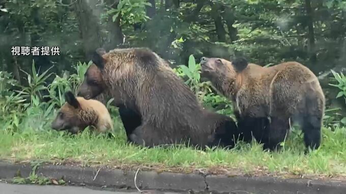 羅臼岳での死亡事故を受けてヒグマの管理のあり方を検討　繁殖状況調査などの計画も　北海道・知床半島|TBS NEWS DIG