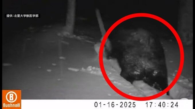 「まだ起きているのか…」教授も驚愕　雪深い山中をのしのしと歩く『クマ』　“冬眠しないクマ”に今後も警戒を　十分な栄養を蓄えられなかっただけでなく栄養状態良くてもエサが手に入る環境であれば冬眠しないケースが…【熊災】|TBS NEWS DIG