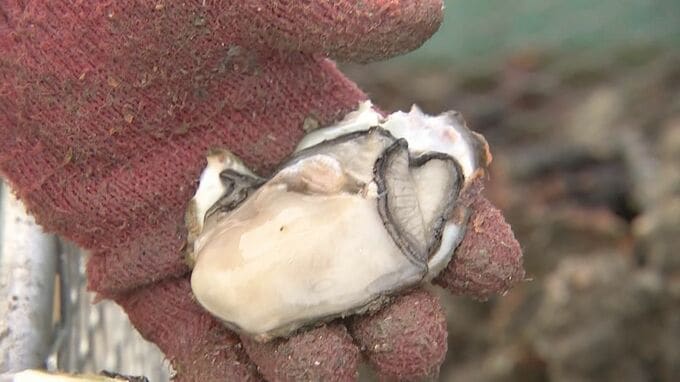 「産地・広島を維持できるように」カキの大量死問題　湯崎英彦知事が金融支援に取り組む方針示す　農水大臣も19日視察へ　広島|TBS NEWS DIG