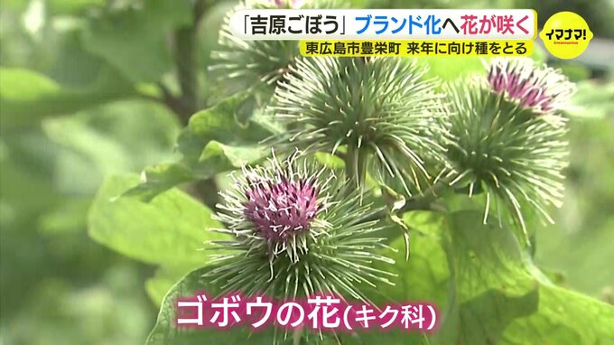 珍しいゴボウの花が咲く　ブランド化へ向けた挑戦「種をとるため」 広島･東広島市の産地|TBS NEWS DIG