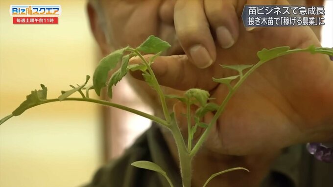農業の「製造業化」とは? 売上53億超の「苗ビジネス日本一」の社長に聞く【Bizスクエア】|TBS NEWS DIG