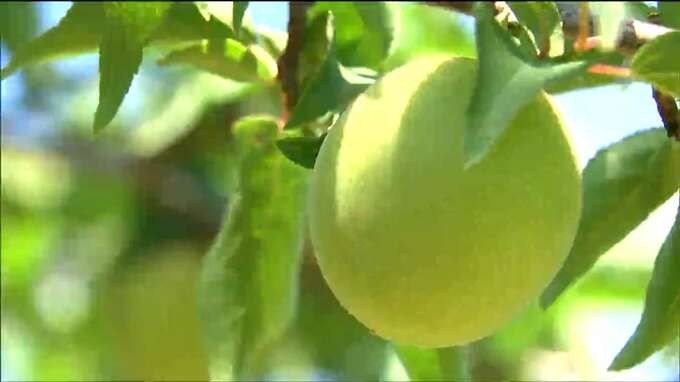 ウメ収穫始まる「30年で初めて」の不作　大きさ香りは例年通り　宮城・角田市|TBS NEWS DIG