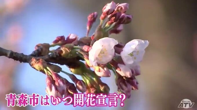 青森市ではいつ開花宣言？　お隣・盛岡市では3日に史上最も早く桜の開花宣言|TBS NEWS DIG
