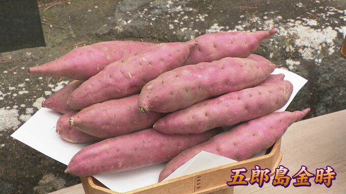収穫の本格化を前に 五郎島さつまいも感謝祭 天候不良も出荷量は平年並み |TBS NEWS DIG
