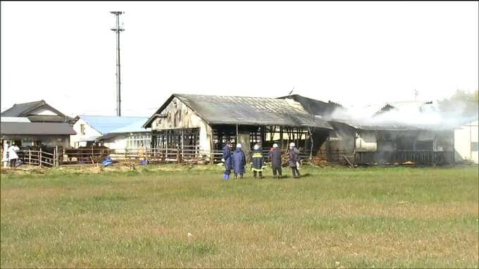 「藁小屋から火が出ている」"牛舎"も焼ける　けが人なし牛も避難させ無事　宮城・美里町|TBS NEWS DIG