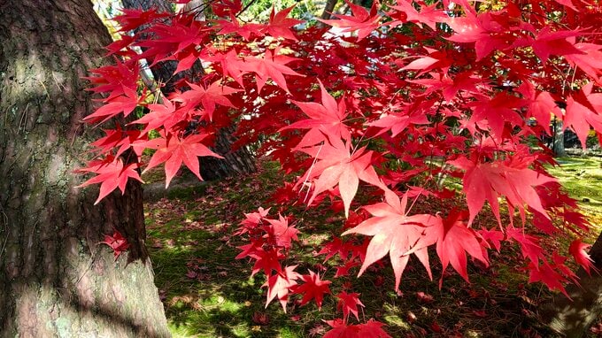 まもなく紅葉シーズン到来！ 笹ヶ峰高原で10月中旬から 湯沢町や阿賀町、佐渡市では10月下旬から見ごろか　新潟　|　新潟のニュース・天気｜BSN NEWS｜BSN新潟放送
