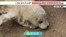 「ゴマフアザラシ」の赤ちゃんはなぜ白いの？　飼育員に聞いてみた　名前の由来はやっぱり「胡麻」（静岡県）　|　静岡のニュース | SBSNEWS | 静岡放送
