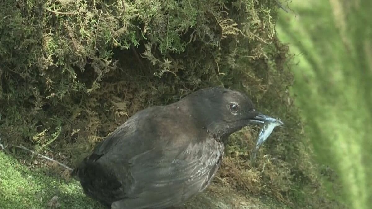 「カワガラス」と野鳥に魅せられた出水市の男性（87）　全国の野鳥400種類を写真に収める　今月16日まで「愛鳥週間」　鹿児島