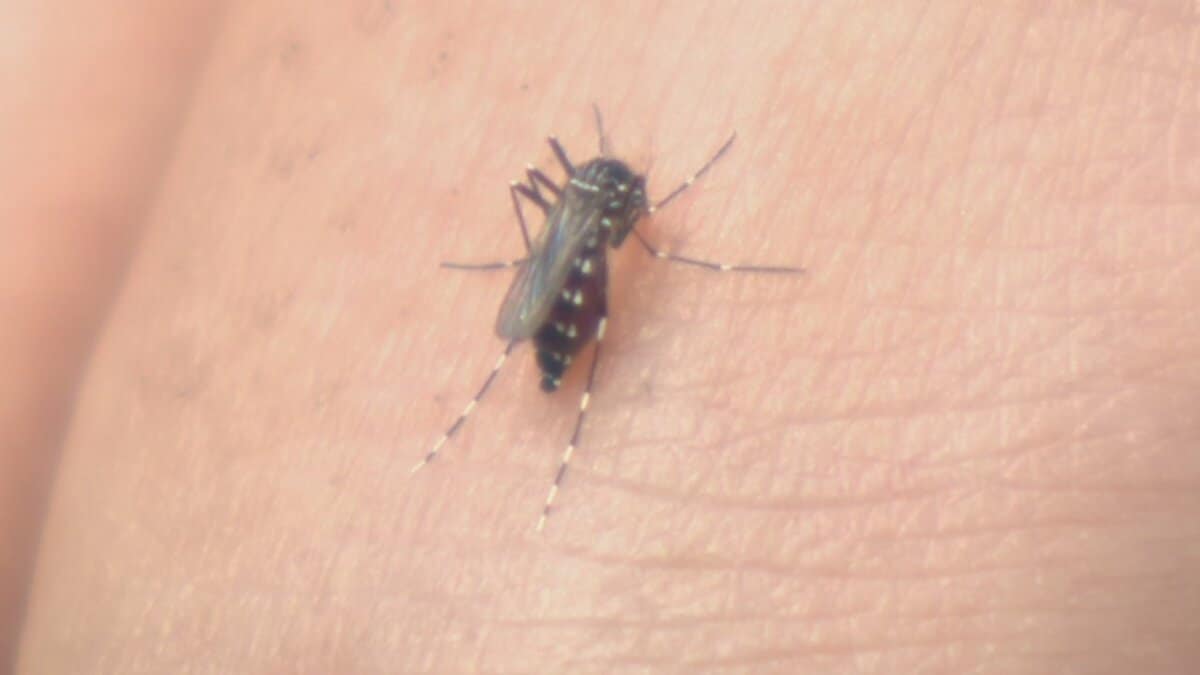 「涼しくなってからの方が刺される」　蚊の出現がピーク　今や秋の悩みの種に⁉　吸血行動は11月まで続く恐れ　山梨