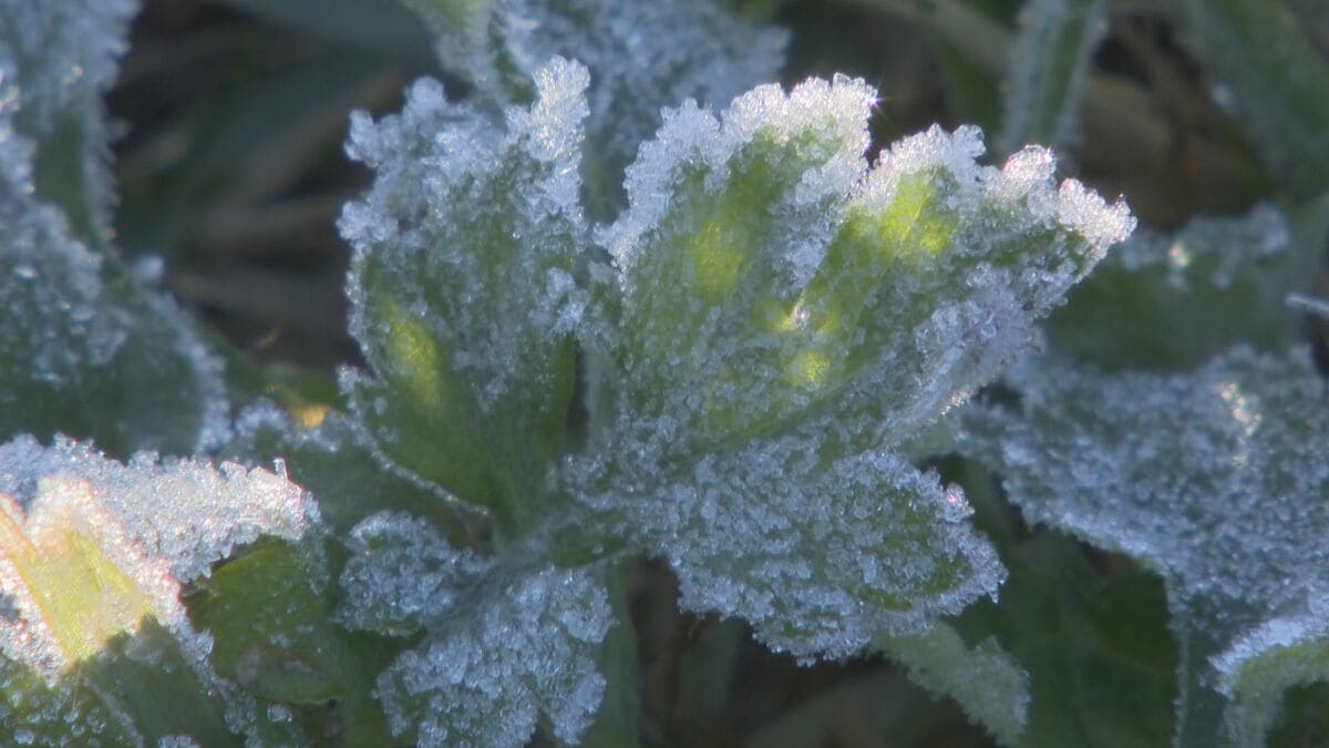 名古屋の最低気温は3.5℃ 今シーズン一番の冷え込みに「布団から出られず、30分たたかっていた…」むこう一週間の最低気温も平年並みか平年下回る日が多くなる予想