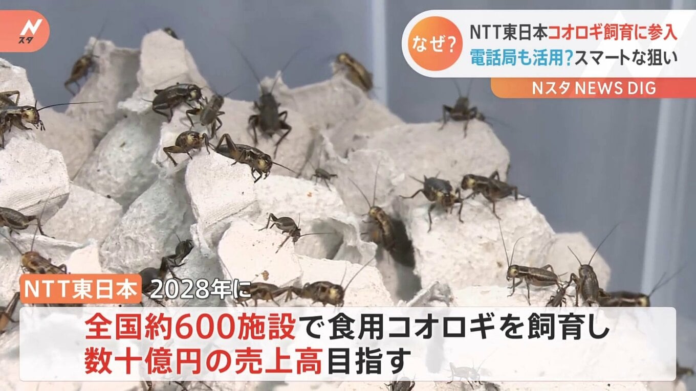 「サクサクしててエビせんみたい」NTT東日本が“食用コオロギ”飼育を初公開 “昆虫食事業”参入で数十億円の売り上げ目指し | TBS NEWS DIG