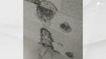 「カビが一斉に繁殖する」雨続きに注意すべき"秋カビ" ホームセンターで買える対策グッズと今できる予防策とは＝静岡市　|　静岡のニュース | SBSNEWS | 静岡放送
