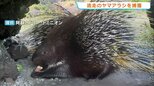 なんと「穴掘り」で脱走 ヤマアラシ2匹が飼育小屋から外へ 園内で無事捕獲 熊本・阿蘇市|TBS NEWS DIG
