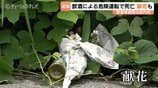 施行20日で富山県初の適用…呼気0.5ミリ超の飲酒運転で78歳男性死亡 改正法による危険運転致死容疑で男(33)逮捕 富山 | 富山のニュース|天気・防災|チューリップテレビ