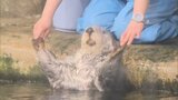 国内唯一のオスのラッコ「リロ」死ぬ | 福岡のニュース|RKB NEWS|RKB毎日放送