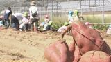 「でっかいおイモ！」地元野菜を知ってほしい 園児がサツマイモ“五郎島金時”の収穫体験　|　石川県のニュース｜MRO北陸放送