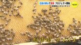広島の都心で「養蜂」スタート　広島平和ミツバチプロジェクト　|　RCC NEWS | 広島ニュース | RCC中国放送