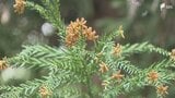 花粉症解決の「希望の光」!? 無花粉スギの新品種"澄み風"開発 成長も早く林業の優良品種に認定|TBS NEWS DIG
