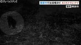 あたりうかがうようノソノソ…山あいでクマ　ＡＩカメラが姿捉える　富山・黒部市　|TBS NEWS DIG
