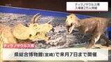 米で発掘 全長12mの成体骨格など展示 特別展「ティラノサウルス博」 入場者2万人突破 宮崎県総合博物館 | MRTニュース | MRT宮崎放送
