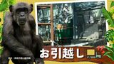 福岡市動物園にチンパンジー『キンコ』33歳メス、山口の徳山動物園からお引っ越し | 福岡のニュース|RKB NEWS|RKB毎日放送