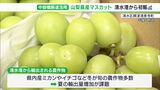 「清水港から積極的な輸出を期待」中部横断道活用し 山梨県産シャインマスカットをタイに初輸出へ|TBS NEWS DIG