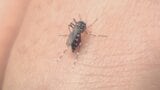 「涼しくなってからの方が刺される」 蚊の出現がピーク 今や秋の悩みの種に⁉ 吸血行動は11月まで続く恐れ 山梨 | 山梨のニュース | UTYテレビ山梨
