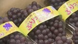 ハウス栽培のデラウェア 580㎏を初出荷 山梨・笛吹市|TBS NEWS DIG