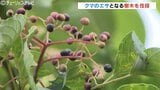 クマの餌が山で凶作 平野部でも出没するクマ対策で民家近くの樹木を伐採 富山 | 富山のニュース|天気・防災|チューリップテレビ