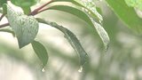 大気の状態不安定 22日昼過ぎから23日朝にかけて落雷・竜巻、急な強い雨に注意 大分 | 大分のニュース|OBS NEWS|大分放送