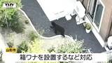 山形市の市街地で3日間に渡り目撃のクマを駆除 小学校休校などの影響も…箱ワナではつかまらず銃器を使用 | 山形のニュース│TUYテレビユー山形