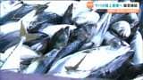 「アニサキス発生しないサバが養殖できる」宮城県内初の陸上養殖実証化に向け協定締結 石巻市 | 宮城のニュース│tbc NEWS│tbc東北放送