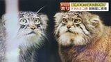 【旭山動物園】不機嫌顔とカクカク動きがかわいい!「マヌルネコ舎」リニューアル“世界最古”ネコの本来の姿を引き出すこだわりの舞台裏に密着 | 北海道のニュース|HBC北海道放送