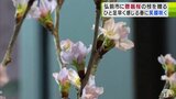 冬に咲く「啓翁桜」の枝30本が弘前市役所に　ひと足早い“春のほころび”市民の目を楽しませる　青森県弘前市　|　青森のニュース│ATV NEWS│青森テレビ