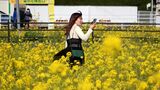 誰もが楽しみながらゴールできる「菜の花迷路」が人気　2年連続の開催＝静岡・南伊豆町　|　静岡のニュース | SBSNEWS | 静岡放送
