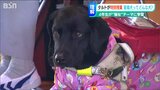「仕事中に声を掛けたり、なでたりしないでね」盲導犬の理解を深める小学校の特別授業「盲導犬をもっと知りたくなった！」　新潟市　|　新潟のニュース・天気｜BSN NEWS｜BSN新潟放送