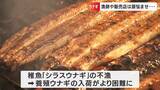 天然ウナギ漁に掛かるのは“チヌ”に“スズキ”... 養殖も今年も高い 原因は「獲り過ぎ・食べ過ぎ」??|TBS NEWS DIG