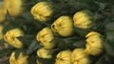 県産キクなど約40万本を出荷 4日には県外で初競りへ「太陽の花」初荷式 |TBS NEWS DIG