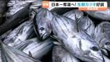 戻りガツオの季節を前に水揚げ日本一奪還への期待が高まる！ 宮城・気仙沼港のカツオ漁を村上晴香キャスターが現地取材|TBS NEWS DIG