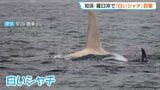【貴重】体長約8メートルの「白いシャチ」約2年ぶりの目撃 北海道・羅臼沖で撮影 専門家「遺伝や色素の欠乏か」|TBS NEWS DIG