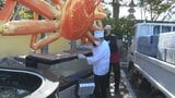 「46年間カニと戦ってきた」松葉がに…回転ずしで大盤振る舞い　大将のこだわり　|　BSSニュース | BSS山陰放送