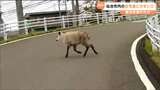「そんな大きな動物が…」仙台市の住宅地でカモシカ目撃 | 宮城のニュース│tbc NEWS│tbc東北放送