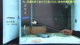 魚も自分の顔がわかる！？のどに印が付いた自分の写真を見て『のどを砂で擦る』仲間の写真では反応せず　世界初の研究結果|TBS NEWS DIG