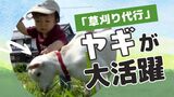 「草刈り代行」にヤギさん登場! 耕作放棄地で大活躍 子供たちのアイドルにも 佐賀 | 福岡のニュース|RKB NEWS|RKB毎日放送