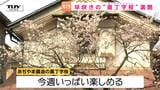 一足早く春の便り！ あぢやま醤油の”奥丁字桜”が見ごろ　地域で愛される早咲きの桜（山形市）|TBS NEWS DIG